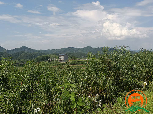 黔陽瞐黔陽黃桃產(chǎn)業(yè)園6